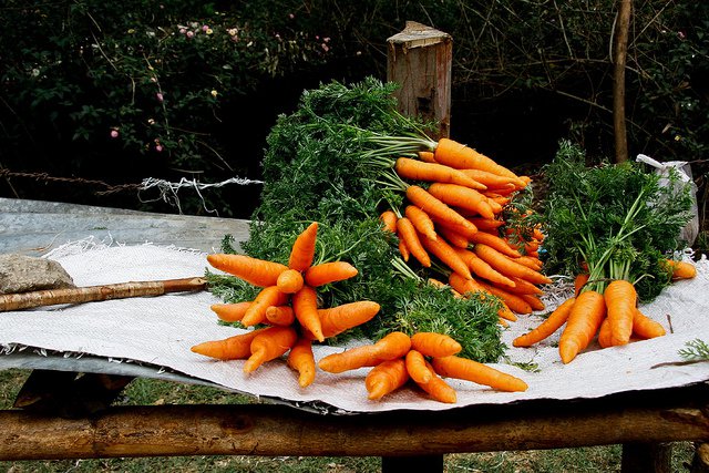 carrot-tips